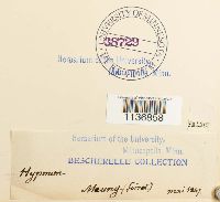 Isothecium alopecuroides image