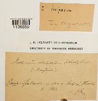 Isothecium alopecuroides image