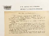 Isothecium alopecuroides image