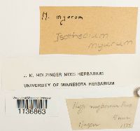 Isothecium alopecuroides image