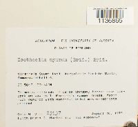 Isothecium alopecuroides image