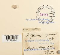 Isothecium alopecuroides image