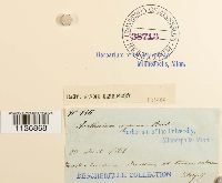 Isothecium alopecuroides image