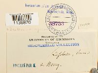 Isothecium alopecuroides image