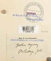 Isothecium alopecuroides image