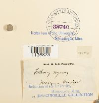 Isothecium alopecuroides image