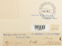 Isothecium alopecuroides image