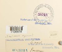 Isothecium alopecuroides image