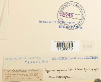 Isothecium alopecuroides image