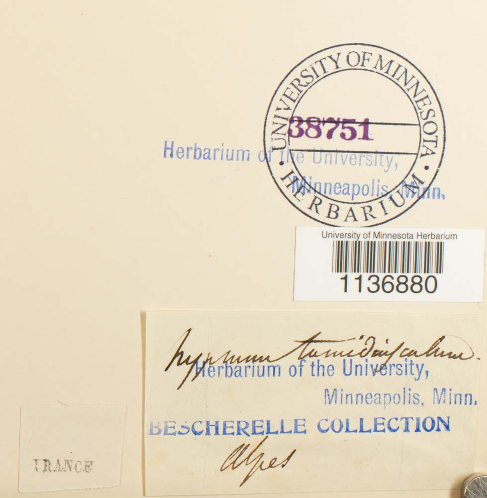 Isothecium alopecuroides image