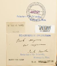 Isothecium alopecuroides image