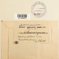 Isothecium alopecuroides image