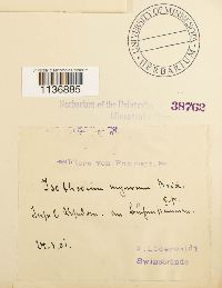 Isothecium alopecuroides image