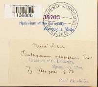 Isothecium alopecuroides image