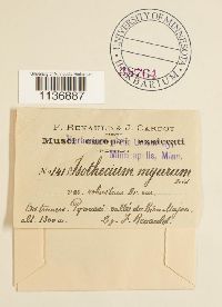 Isothecium alopecuroides image