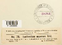 Isothecium alopecuroides image
