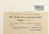 Isothecium alopecuroides image