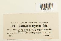 Isothecium alopecuroides image