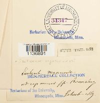 Isothecium myosuroides image