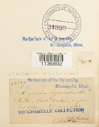 Isothecium myosuroides image