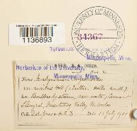 Isothecium myosuroides image