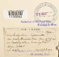 Isothecium myosuroides image