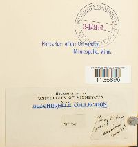 Isothecium myosuroides image