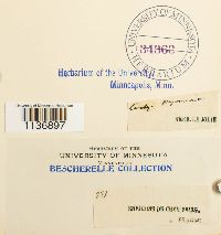 Isothecium myosuroides image