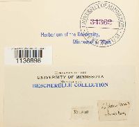 Isothecium myosuroides image