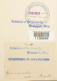 Isothecium myosuroides image