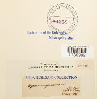 Isothecium myosuroides image