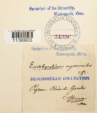 Isothecium myosuroides image