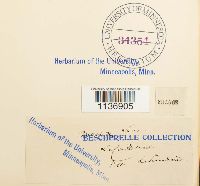 Isothecium myosuroides image