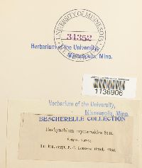 Isothecium myosuroides image