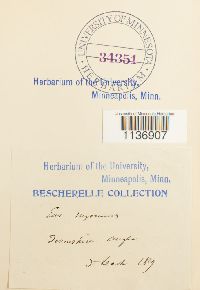 Isothecium myosuroides image