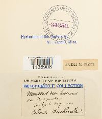 Isothecium myosuroides image