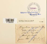 Isothecium myosuroides image