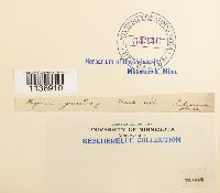 Isothecium myosuroides image