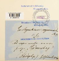 Isothecium myosuroides image