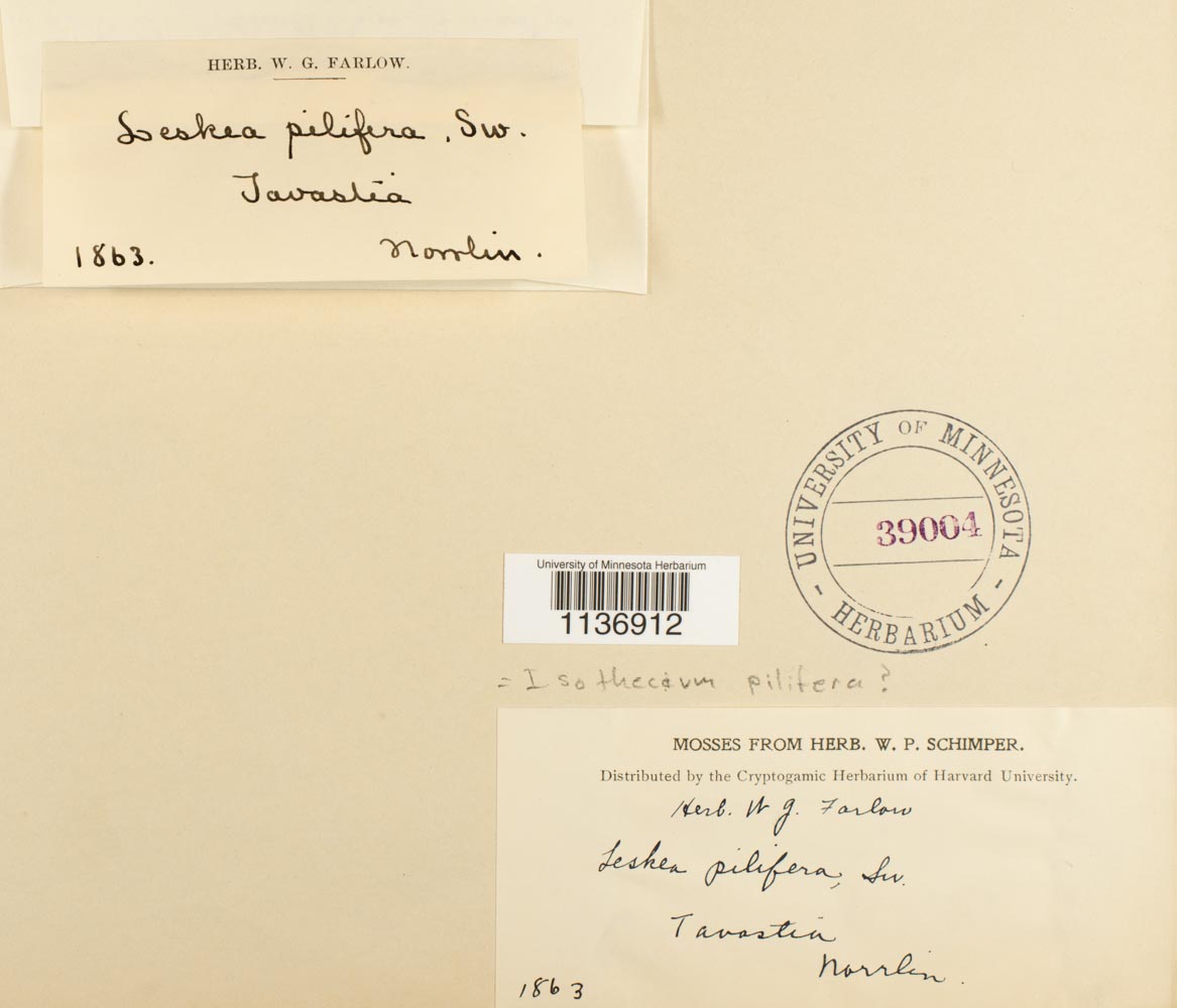 Leskea pilifera image