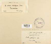 Media resource of Leskea pilifera