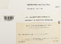 Jaffueliobryum raui image