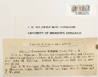 Media resource of Jaffueliobryum wrightii