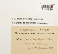 Jaffueliobryum wrightii image