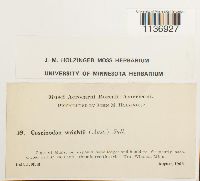 Jaffueliobryum wrightii image