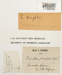 Jaffueliobryum wrightii image