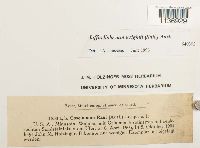 Jaffueliobryum wrightii image