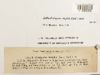 Jaffueliobryum wrightii image