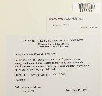 Jaffueliobryum wrightii image