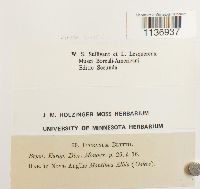 Kiaeria blyttii image